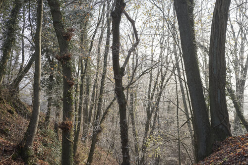 Forest_1606 par Sigitas Baltramaitis, Photographie en vente sur Singulart
