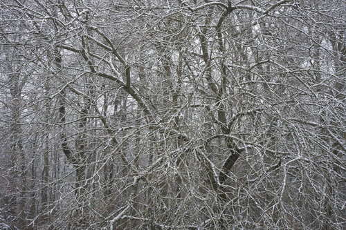 Forest_1981 van Sigitas Baltramaitis, Fotografie te koop op Singulart