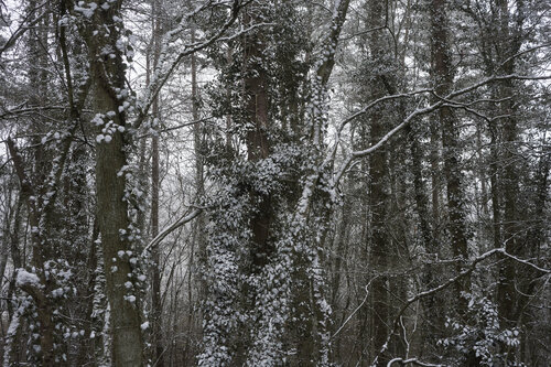 Forest_2014 van Sigitas Baltramaitis, Fotografie te koop op Singulart