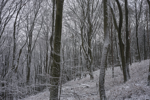 Forest_2030 van Sigitas Baltramaitis, Fotografie te koop op Singulart
