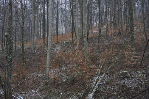 Forest_2084 de Sigitas Baltramaitis, Fotografía a la venta en Singulart