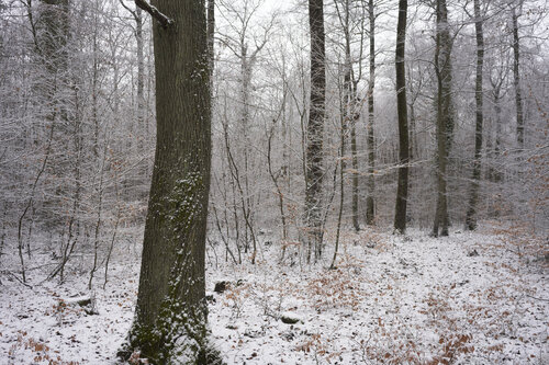 Forest_2090 par Sigitas Baltramaitis, Photographie en vente sur Singulart