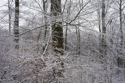 Forest_2105 van Sigitas Baltramaitis, Fotografie te koop op Singulart