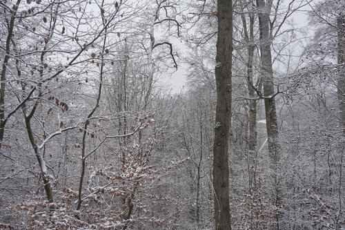 Forest_2108 van Sigitas Baltramaitis, Fotografie te koop op Singulart