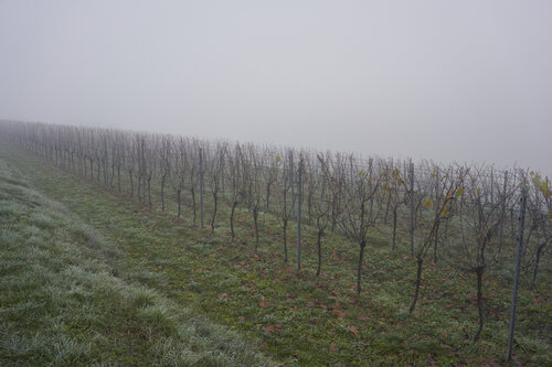 Mist_0128 van Sigitas Baltramaitis, Fotografie te koop op Singulart