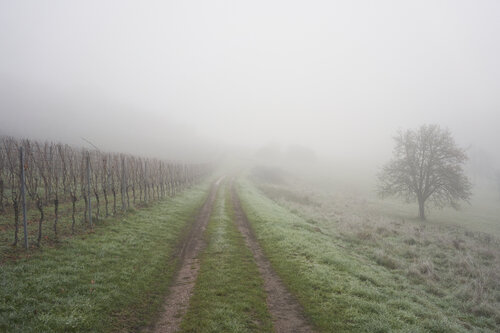 Mist_0154 de Sigitas Baltramaitis, Fotografía a la venta en Singulart