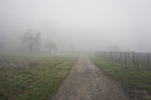 Mist_0289 von Sigitas Baltramaitis, Fotografie kaufen auf Singulart