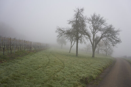 Mist_0251 von Sigitas Baltramaitis, Fotografie kaufen auf Singulart