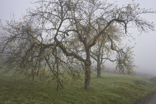 Mist_0254 von Sigitas Baltramaitis, Fotografie kaufen auf Singulart