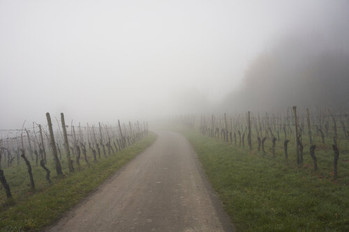 Mist_0316 di Sigitas Baltramaitis, Fotografia in vendita su Singulart