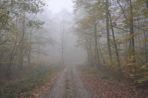 Mist_0552 di Sigitas Baltramaitis, Fotografia in vendita su Singulart