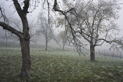 Mist_0430 di Sigitas Baltramaitis, Fotografia in vendita su Singulart