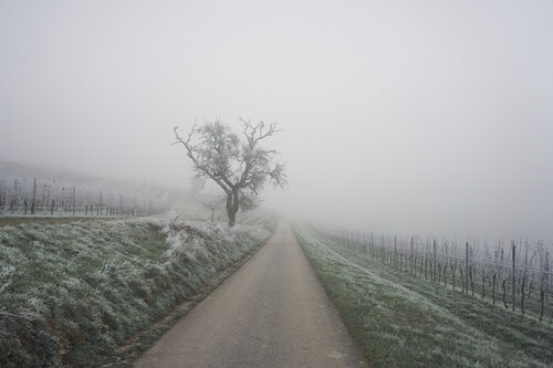 Mist_0434 von Sigitas Baltramaitis, Fotografie kaufen auf Singulart