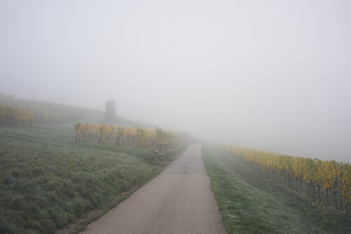 Mist_0539 de Sigitas Baltramaitis, Fotografía a la venta en Singulart