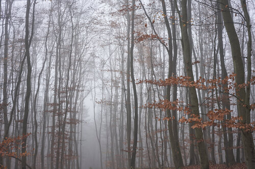 Mist_0759 di Sigitas Baltramaitis, Fotografia in vendita su Singulart