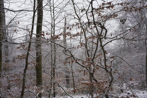 Forest_2111 van Sigitas Baltramaitis, Fotografie te koop op Singulart
