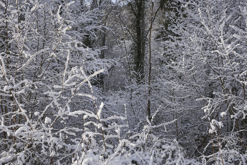 Forest_2174 van Sigitas Baltramaitis, Fotografie te koop op Singulart