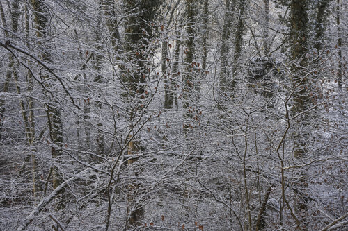 Forest_2176 van Sigitas Baltramaitis, Fotografie te koop op Singulart
