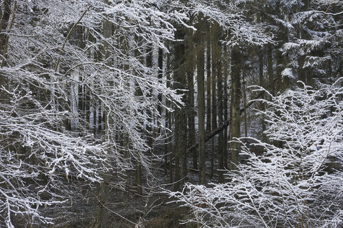 Forest_2185 Sigitas Baltramaitis