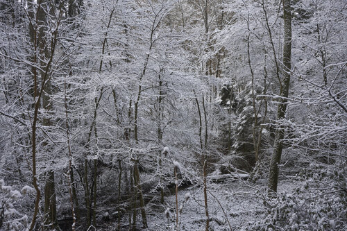 Forest_2198 Sigitas Baltramaitis