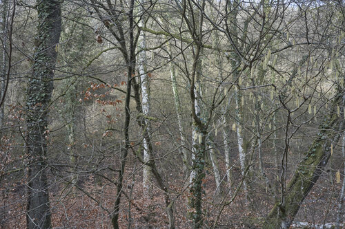 Forest_2301 van Sigitas Baltramaitis, Fotografie te koop op Singulart
