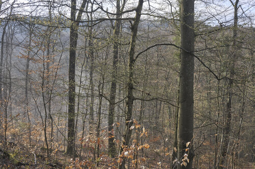 Forest_2362 de Sigitas Baltramaitis, Fotografía a la venta en Singulart