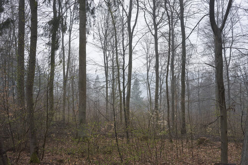 Forest_2457 van Sigitas Baltramaitis, Fotografie te koop op Singulart