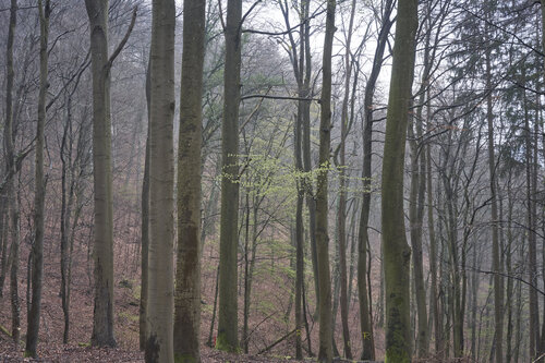 Forest_2470 di Sigitas Baltramaitis, Fotografia in vendita su Singulart