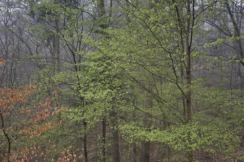 Forest_2494 de Sigitas Baltramaitis, Fotografía a la venta en Singulart