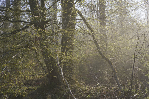 Forest_2533 de Sigitas Baltramaitis, Fotografía a la venta en Singulart