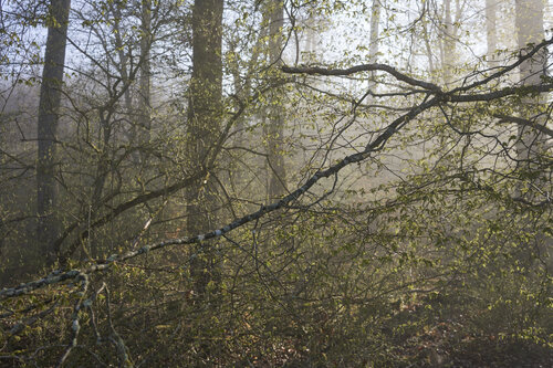 Forest_2536 van Sigitas Baltramaitis, Fotografie te koop op Singulart