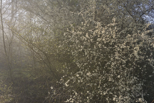 Forest_2566 van Sigitas Baltramaitis, Fotografie te koop op Singulart