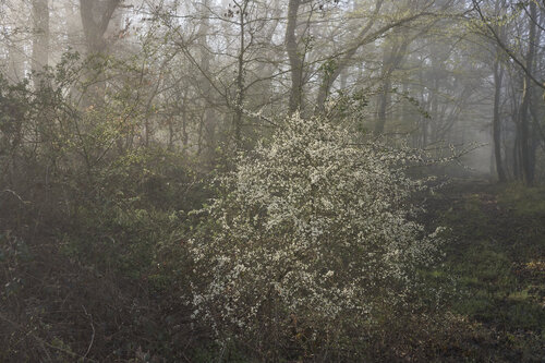 Forest_2567 de Sigitas Baltramaitis, Fotografía a la venta en Singulart