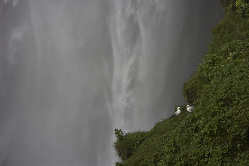 Iceland's landscape 0532 von Sigitas Baltramaitis, Fotografie kaufen auf Singulart