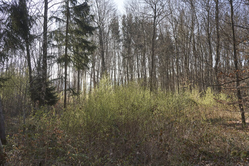 Forest_2605 de Sigitas Baltramaitis, Fotografía a la venta en Singulart