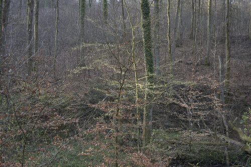 Forest_2620 de Sigitas Baltramaitis, Fotografía a la venta en Singulart