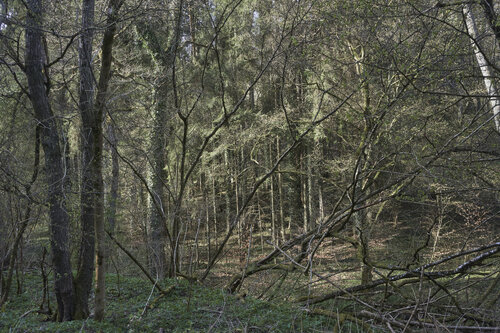 Forest_2673 de Sigitas Baltramaitis, Fotografía a la venta en Singulart