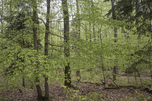 Forest_2781 de Sigitas Baltramaitis, Fotografía a la venta en Singulart