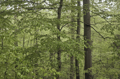 Forest_2801 di Sigitas Baltramaitis, Fotografia in vendita su Singulart