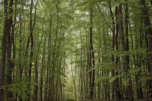 Forest_2825 Sigitas Baltramaitis