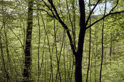 Forest_2841 by Sigitas Baltramaitis, Photography for Sale on Singulart