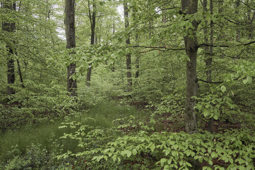 Forest_2875 de Sigitas Baltramaitis, Fotografía a la venta en Singulart