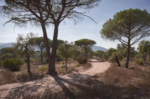 Sunlit Pines of the Plaine des Maures de Sigitas Baltramaitis, Fotografía a la venta en Singulart