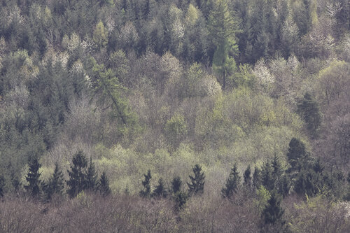 Whispers of the Forest 3, Tawern de Sigitas Baltramaitis, Fotografía a la venta en Singulart