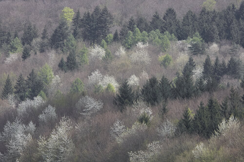 Whispers of the Forest 1, Tawern de Sigitas Baltramaitis, Fotografía a la venta en Singulart
