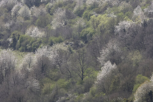 Whispers of the Forest 2, Tawern de Sigitas Baltramaitis, Fotografía a la venta en Singulart