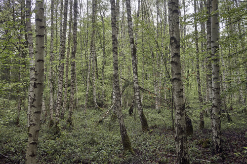 Forest_2893 de Sigitas Baltramaitis, Fotografía a la venta en Singulart