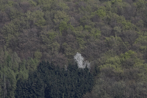 Whispers of the Forest 4, Tawern van Sigitas Baltramaitis, Fotografie te koop op Singulart