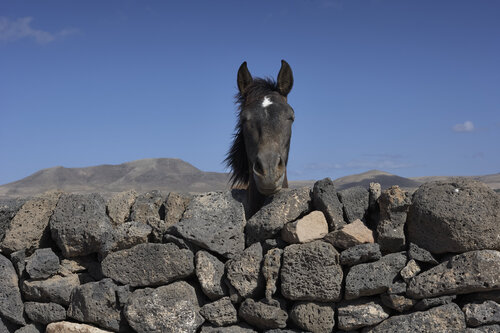 Curiosity in Volcanic Silence van Sigitas Baltramaitis, Fotografie te koop op Singulart