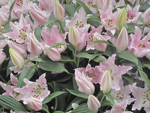 Whispers in Pink Sigitas Baltramaitis